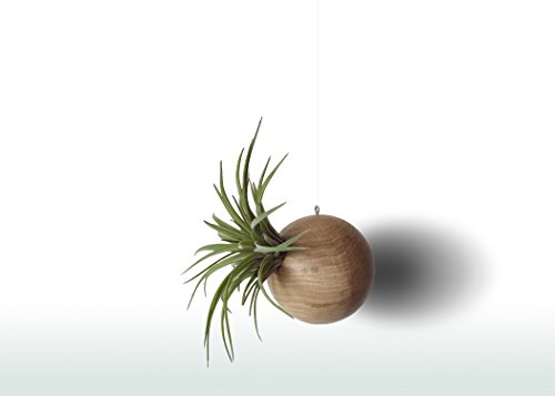 Tillandsien Pflanzen Mit Blumentopf Hängende Holz Natur 10 cm | Makramee Blumenampel | Hängeampel Für Blumen | Tillandsia Pflanze Übertopf Hängend | Luftpflanzen Hängetopf Für Büro Und Haus