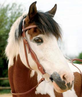 Waldhausen Western Trense Kansas