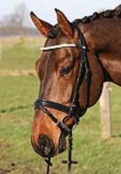 Hans Melzer Horse Equipment Trense Beedenbostel