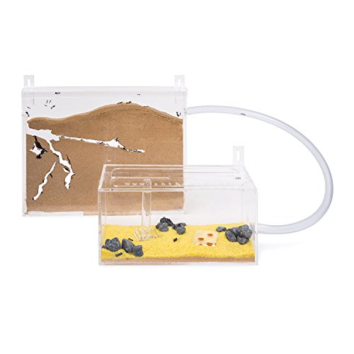 Ameisenfarm Wand Kit BIG (Ameisen mit Königin FREE)