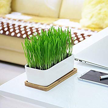 SONIRY Samen-Paket: Qualitäts-Grün Verdauungs Quecke 800 Weizensamen Große Sprießen Katzengras Treat Chemical Kostenlos