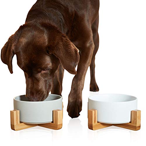 PiuPet 2 x Napf für Katzen und Hunde - je 850 ml - Futternapf Katze - Futternapf Hund - Hundenapf Grosse Hunde 2er Set