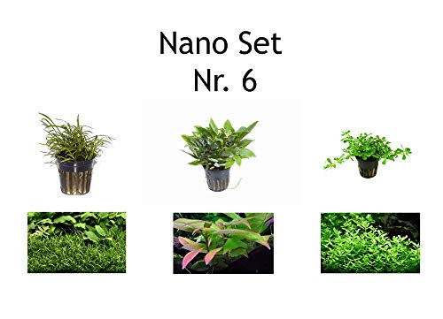 Tropica Nano Set mit 3 Einfachen Kleinen Topf Pflanzen Aquariumpflanzenset Nr.6 Wasserpflanzen Aquarium Aquariumpflanzen