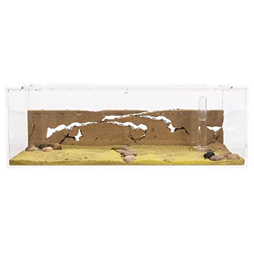 AntHouse Ameisenfarm Starterkit Big (Ameisen mit Königin Free)