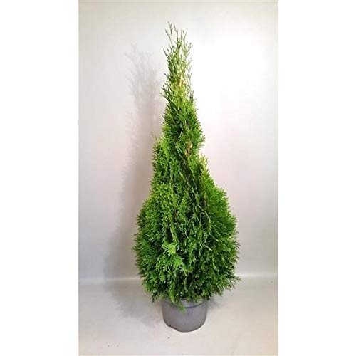 Thuja occidentalis Smaragd 130-140 cm SMARAGD LEBENSBAUM