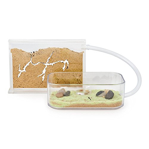 AntHouse Ameisenfarm Basic Kit (Ameisen mit Königin FREE)