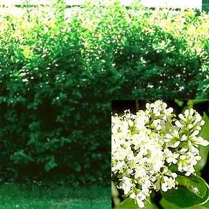 50 Liguster Stecklinge reichen für 10 Meter Hecke