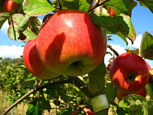 Apfelbaum, James Grieve, Malus domestica, Obstbaum winterhart, alte Sorte grün, im Topf, ca. 175