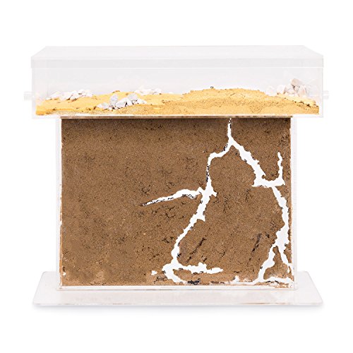 Ameisenfarm T Acryl BIG (Ameisen mit Königin FREE)