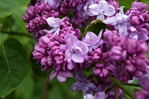 Flieder lila Blüte Edelflieder Katharine Havemeyer Syringa vulgaris Katharine Havemeyer Containerware 40-60 cm hoch