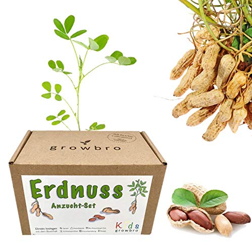 growbro kids | Erdnuss Anzuchtset | Garten Entdecker Set, Forscher Kinder, Natur entdecken, Geschenk für Kinder, Mitbringsel Kindergeburtstag, Zimmerpflanzen, Pflanzen Samen, Mitbringexperiment