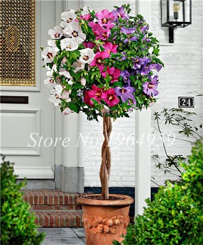 Pinkdose Neue Ankunft 100 Partikel/Bag Riesen Hibiskus Seltene Outdoor Bonsai Baum Diy Hausgarten Topf Oder Garten Blumen Pflanzen: 2
