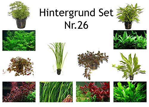 Hintergrund Set mit 6 Tropica Topf Pflanzen Aquariumpflanzenset Nr.26 Wasserpflanzen Aquarium Aquariumpflanzen