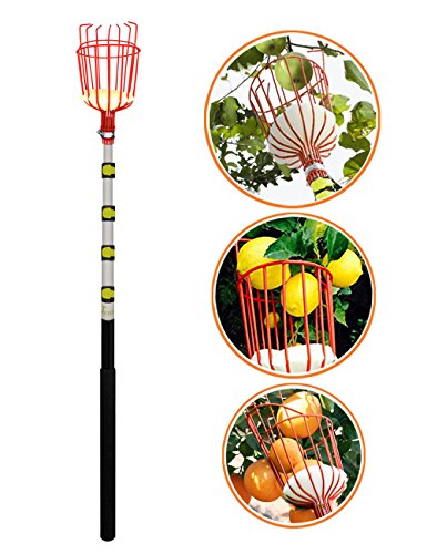 T STREET 13 Foot Obstpflücker mit Korb, Leichtes Gewicht, Hohe Qualität Aluminiumlegierung Teleskopstangen,Apfelpflücker,Tragbar 5 Abschnitt Kann Schrumpfen Mehr Kurze - By EnergeticSky
