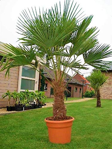 Seltene Palmen Kreuzung Trachycarpus Fortunei/Wagnerianus bis 180 cm. Frosthart bis - 18 Grad Celsius