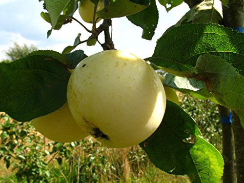 Apfelbaum, Weißer Klarapfel, Malus domestica, Obstbaum winterhart, alte Sorte gelb, im Topf, 130 - 150