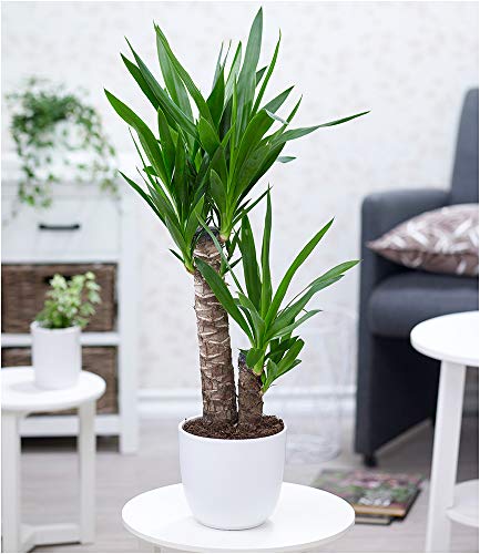 BALDUR-Garten Yucca Palme ca. 70 cm hoch, 1 Pflanze Zimmerpalme Palmlilie