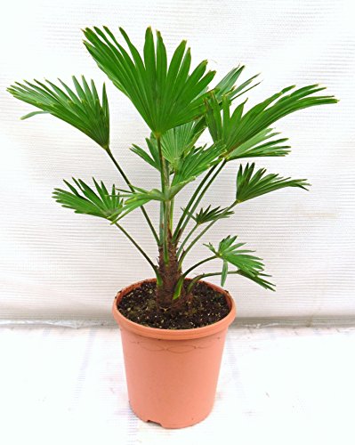 Trachycarpus wagnerianus, Hanfpalme, Palme, Winterhart - verschiedene Größen (60-80cm - Ø 23 cm - 5.7 Ltr)