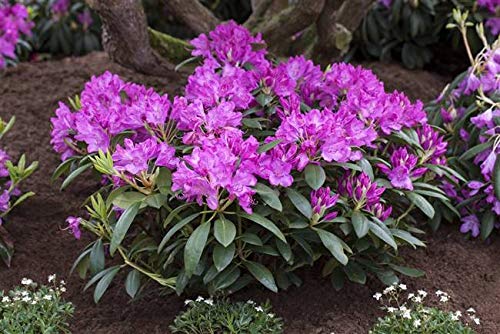 Rhododendron Roseum Elegans Alpenrose rosa 30-40cm im Topf gewachsen