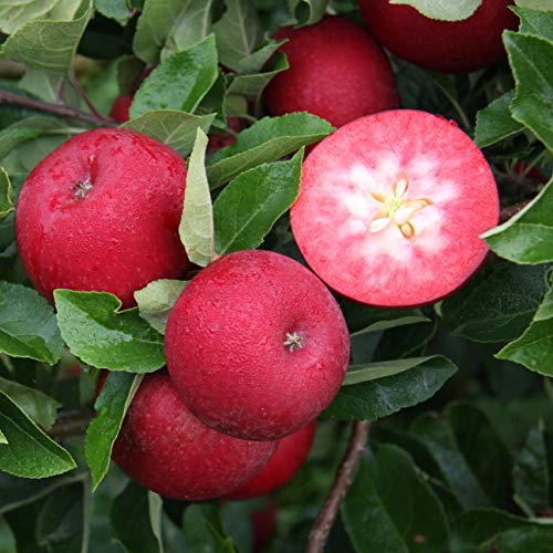 Müllers rotfleischiger Apfel 'Rosette' ca. 150 cm im 10 Liter Topf