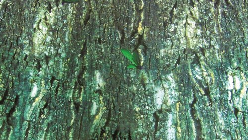 Trixie Terrarium Rückwand doppelseitig mit Tropic/bark Motiv, 150 x 60 cm, 4 Stück