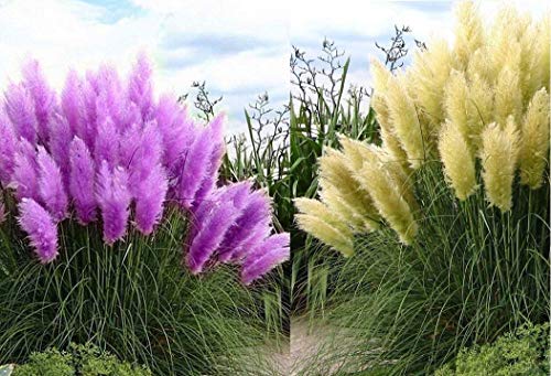 Set Frosthartes Amerikanisches Pampasgras Cortaderia Ziergras im Mix 1xrosa 1xweiß