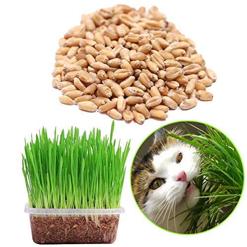 Samen-Paket: Organic Green Quecke 150G Weizen Sprießen Katzengras Gesunde Treat Seed