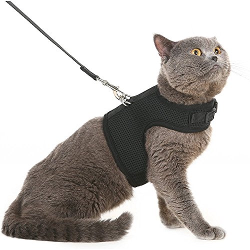 Ausbruchsicheres Katzengeschirr und -leine von Bingpet – Einstellbarer, weicher Mesh-Holster – ideal für das Ausführen kleiner Kätzchen