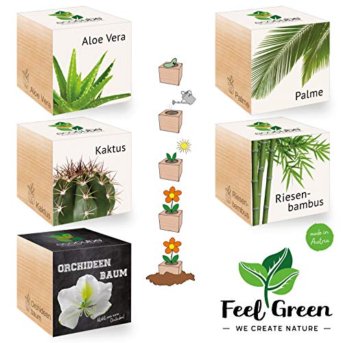 Ecocube Exotics-Set Mit 5 Sorten – 25% Sparen Im Paket, Pflanzen Im Holzwürfel, Nachhaltige Geschenkidee, Grow Your Own/Anzuchtset, Made In Austria