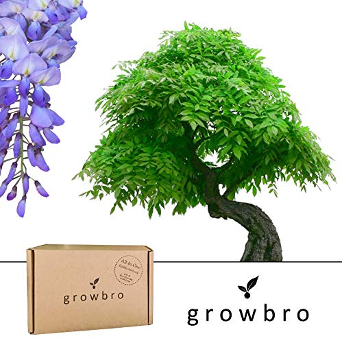 Bonsai | growbro | Wisteria Blauregen Bonsai | Anzuchtset | ideales Geschenk Bonsaibaum für Frauen und Männer, Weihnachtsgeschenk, Geschenkset inkl. Samen, Schere, Sprühflasche, Erde, uvm.