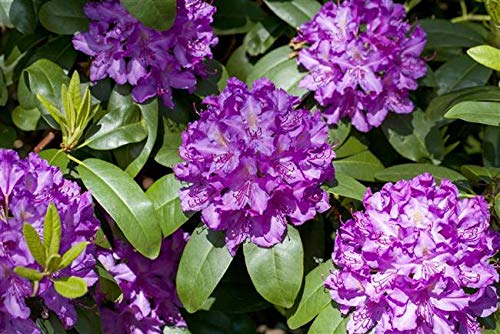 Rhododendron Cataw. Grandiflorum Alpenrose lila 30-40cm im Topf gewachsen