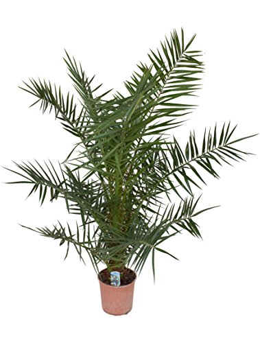Blumen-Senf Phoenix canariensis kanarische Dattelpalme winterhart (130-150 cm)