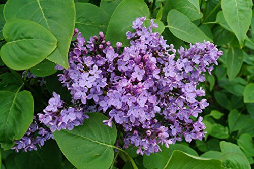 Gemeiner Flieder Wildflieder Syringa Vulgaris violette Blüte 40-60 cm hoch