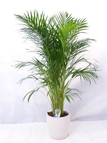 echte Pflanze - Goldfruchtpalme 130 cm Chrysalidocarpus lutescens - Areca Palme - Zimmerpflanze