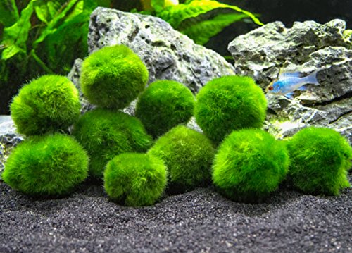 10 Marimo Moos Kugeln von Aquatic Arts, 2,5 cm