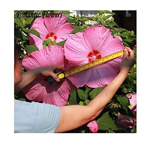 25x Riesen F1 Blüten Hibiskus Hibiscus Moscheutos Samen Garten #282
