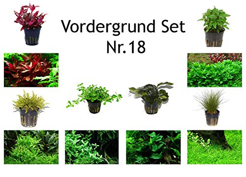 Tropica Vordergrund Set mit 6 Topf Pflanzen Aquariumpflanzenset Nr.18 Wasserpflanzen Aquarium Aquariumpflanzen