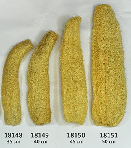 Luffagurke bis 50 cm Luffaschwamm Luffa Naturschwamm Badeschwamm Massageschwamm (18149 - Natur belassen 40 cm)