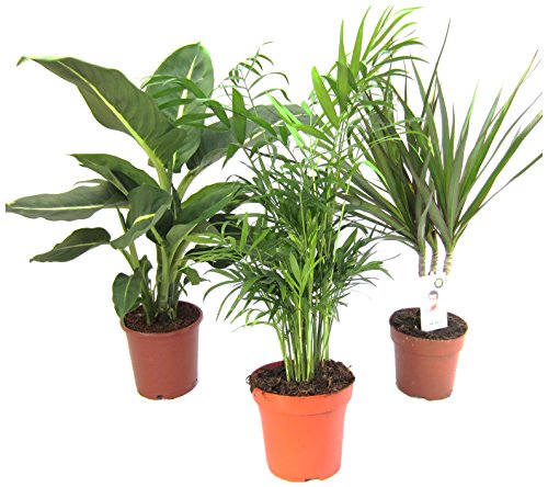 Dominik Blumen und Pflanzen, Zimmerpflanzen Set aus 1x Diefenbachie, 1x Zimmerpalme und 1x Drachenbaum (Dracaena marginata), 10-12 cm Topf