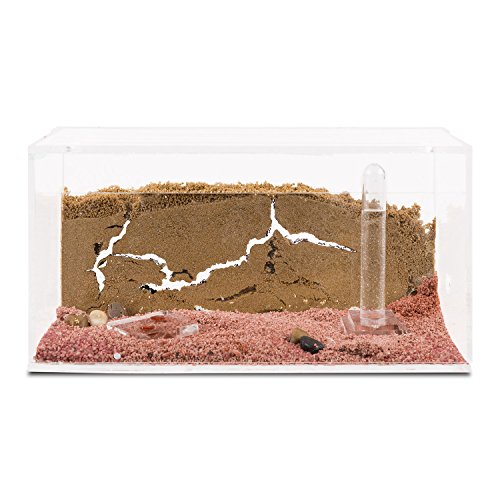 Ameisenfarm Starterkit (Ameisen mit Königin FREE)
