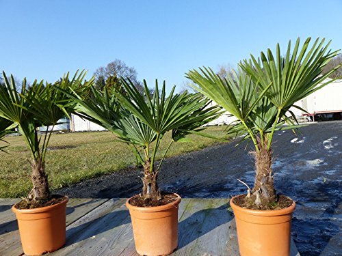 Hanfpalme 'M' Palme Trachycarpus fortunei winterhart, Premiumqualität