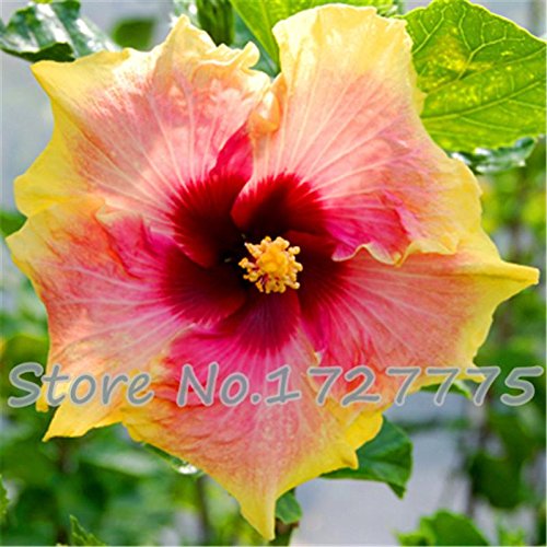Im Angebot!!! 200pcs Hibiscus Samen 24kinds Hibiscus rosa-sinensis Blumensamen Hibiskus Baumsamen für Blumentopfpflanzen