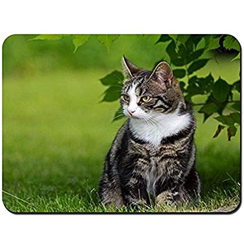 Mouse Pad Katzengras Zu Fuß Sitzen Gestreifte Mauspad Mousepad Mauspads Mauspad Gaming Mat 25X30Cm