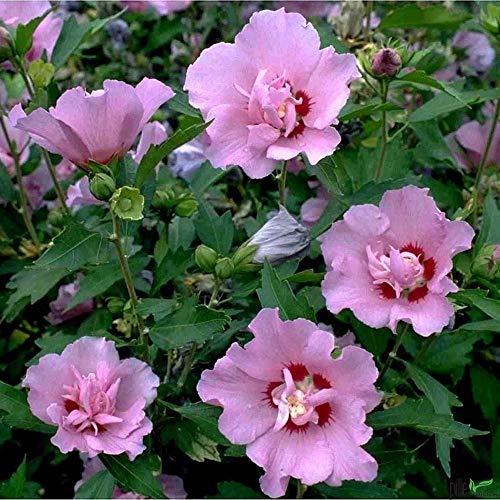 Hibiscus Stämmchen Hibiskus Garteneibisch 80cm Stamm Blue Bird Hamabo Woodbridge verschiedene Sorten (Ardens)