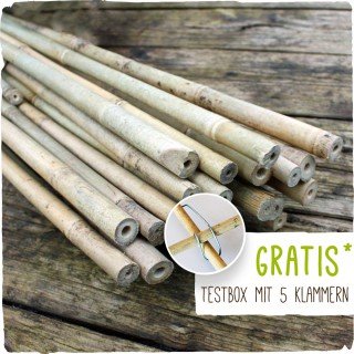 25 x Lange Bambusstäbe - Bambusstangen 182 cm lang/ 12-14 mm dick