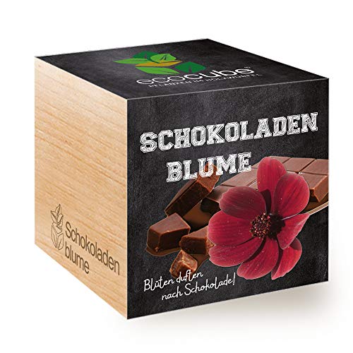 Feel Green Ecocube Schokoladenblume, Blüten Duften Nach Schokolade, Nachhaltige Geschenkidee (100% Eco Friendly), Grow Your Own/Anzuchtset, Pflanzen Im Holzwürfel, Made in Austria
