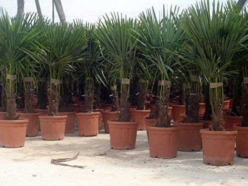 Hybrid Hanfpalme ca.130 cm Höhe aus Deutscher Freilandzucht. Frosthart bis - 19 Grad Indoor und Outdoor