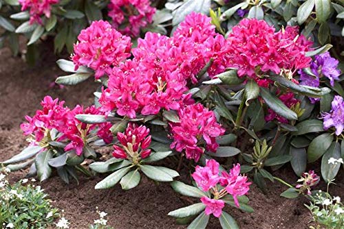 Rhododendron Nova Zembla Alpenrose rot 30-40cm im Topf gewachsen