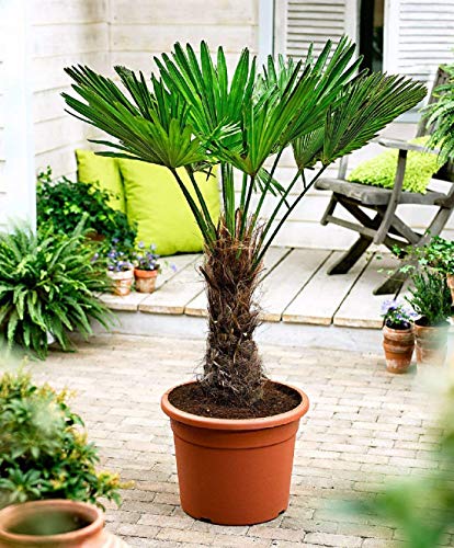 Seltene Trachycarpus Wagnerianus Hanfpalme bis 100 cm Höhe Frosthart bis -19 Grad