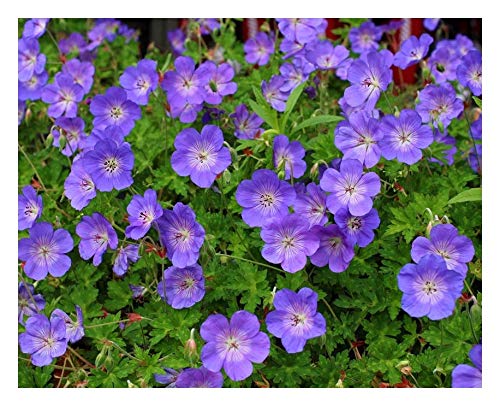 10 x Geranium 'Rozanne ' (Storchenschnabel) DAUERBLÜHER ab 4,95 € pro Stück